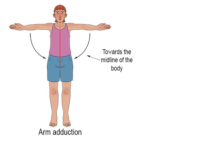 If your arms are outstretched to the sides and you bring them down towards your body, this is an arm adduction. It is a reduction in the angle between the arm and the body, and a movement towards the midline of the body.